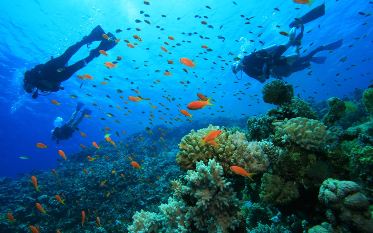Scuba Diving στην Κρήτη - Bίντεο με εντυπωσιακά πλάνα