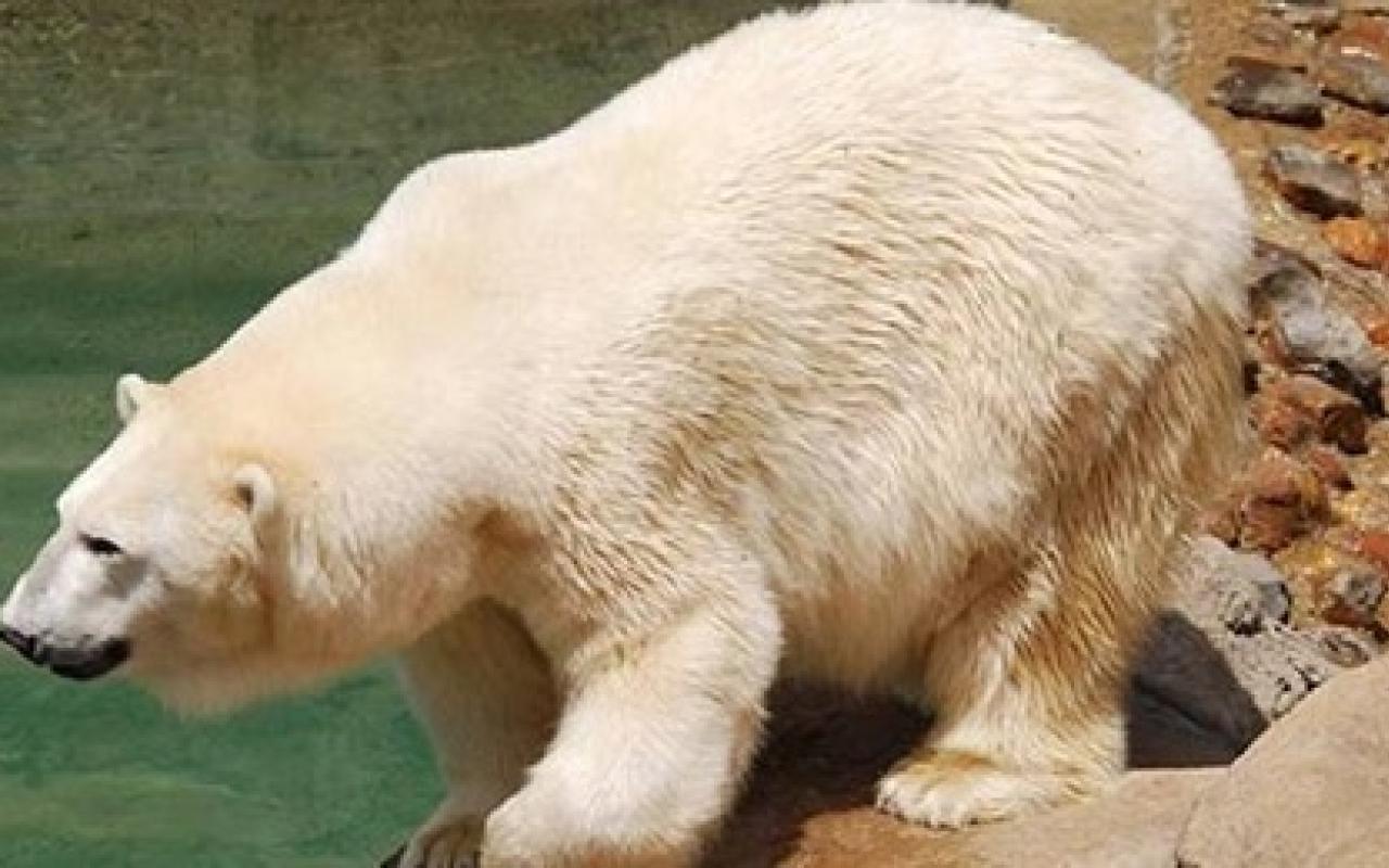 Πέθανε η μία από τις δύο πολικές αρκούδες της Αφρικής