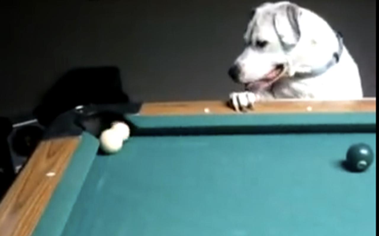 Ένας σκύλος που παίζει μπιλιάρδο! (βίντεο)