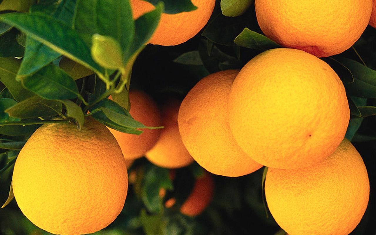 Διανομή πορτοκαλιών σε τρίτεκνες οικογένειες του Νομού Λασιθίου