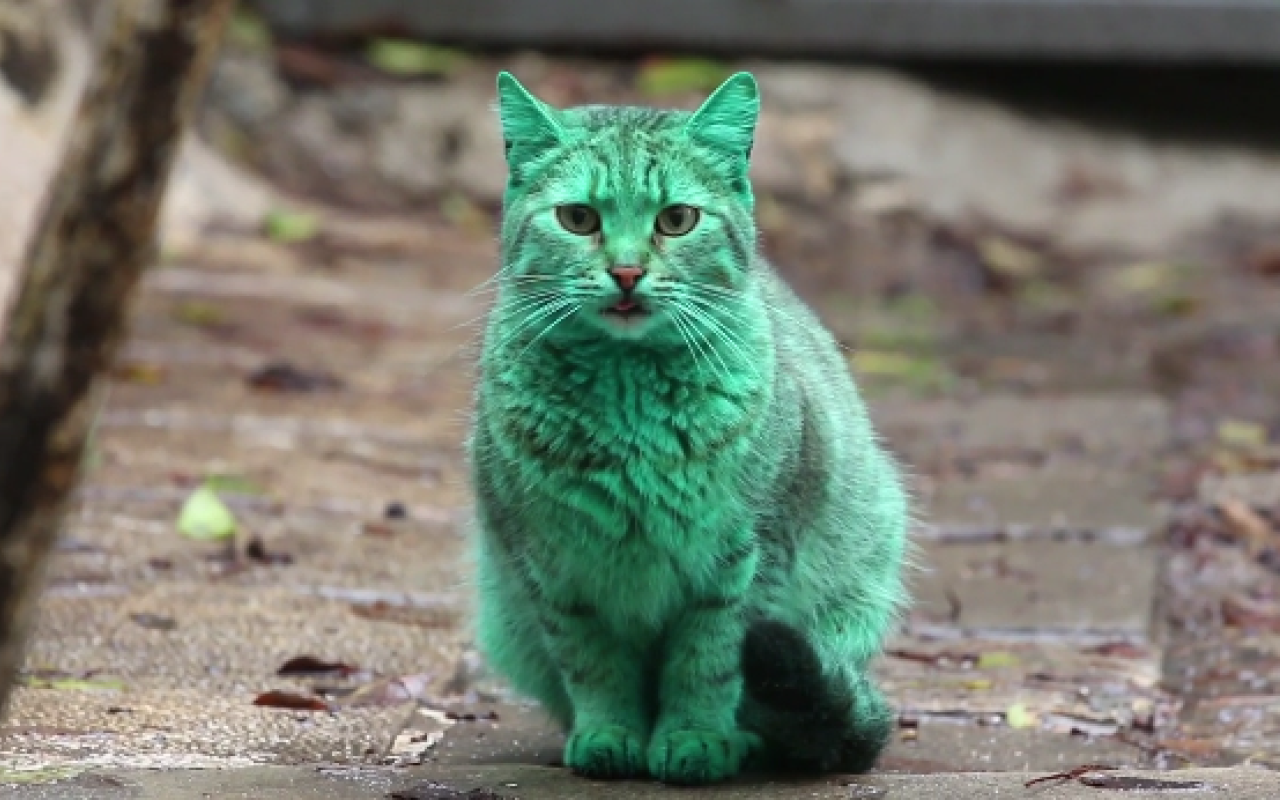 Μία παράξενη πράσινη ... γάτα! (βίντεο)