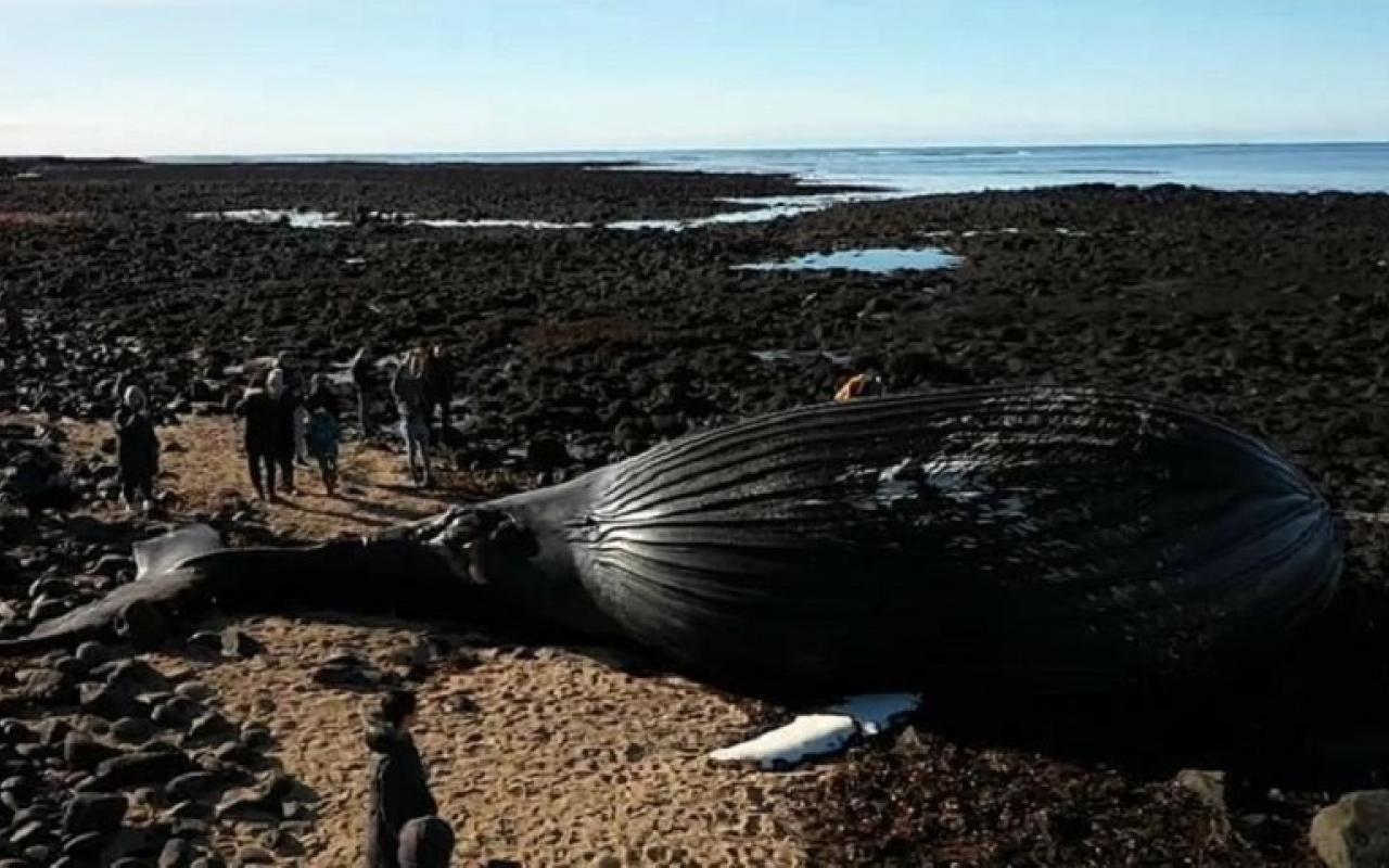 φάλαινα Ισλανδία