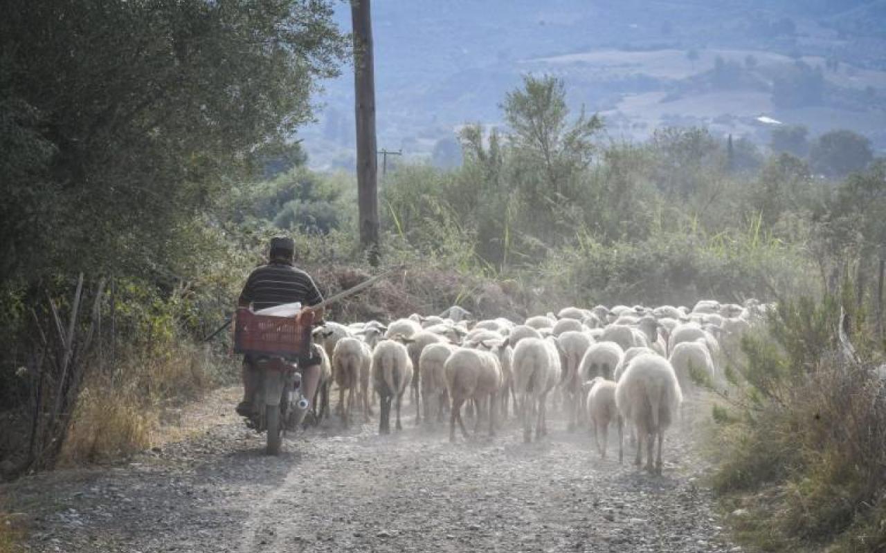πρόβατα τροχαίο