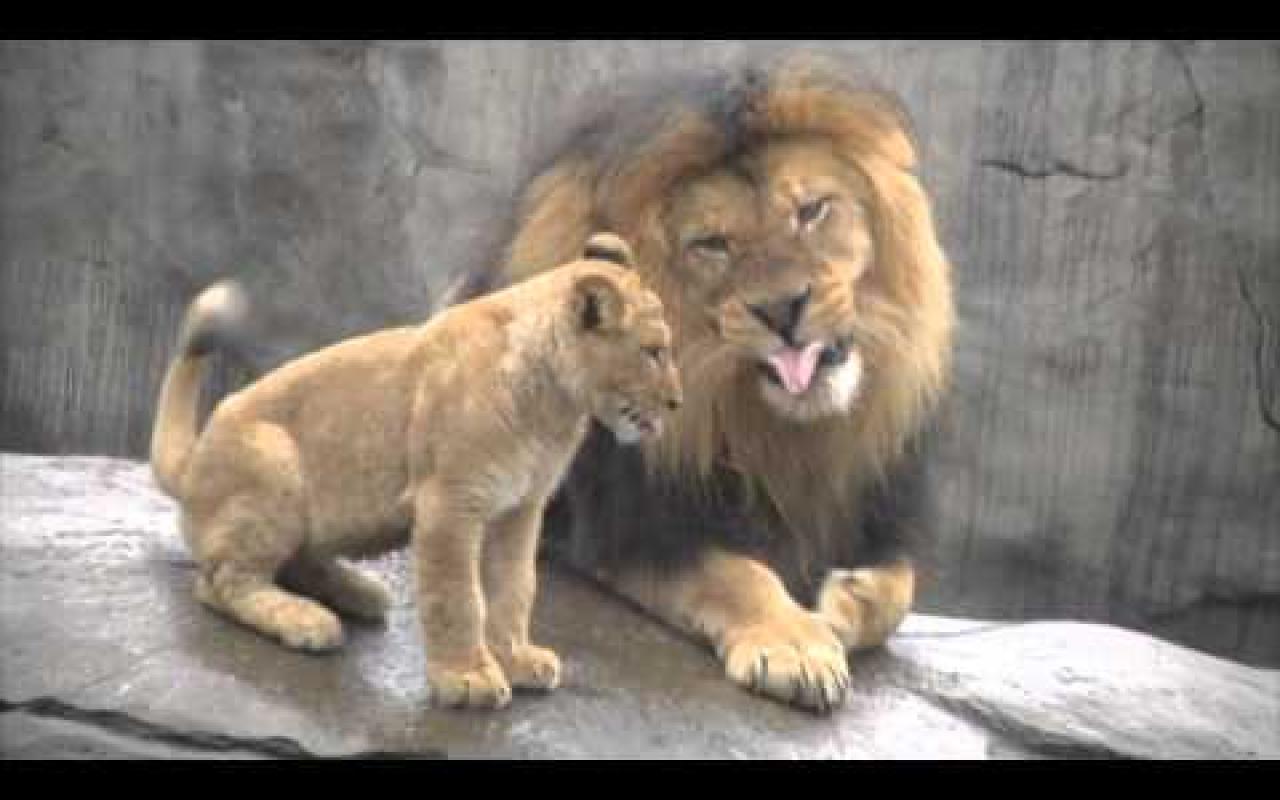 Συγκινητικές εικόνες: Μπαμπάς λιοντάρι συναντά για πρώτη φορά τα μωρά του (βίντεο)