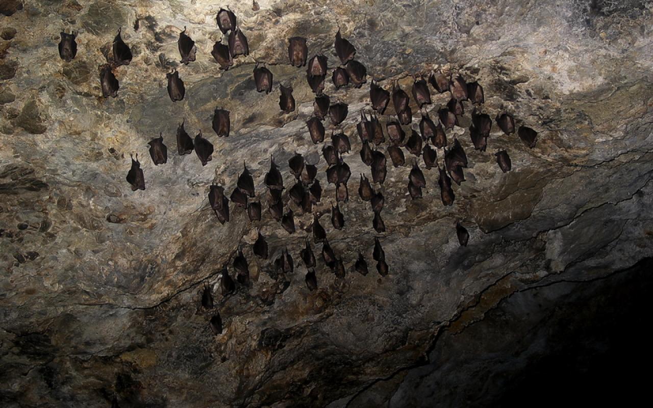 Εξερευνήστε τις ... &quot;παρεξηγημένες νυχτερίδες&quot; στο Μουσείο Φυσικής Ιστορίας Κρήτης