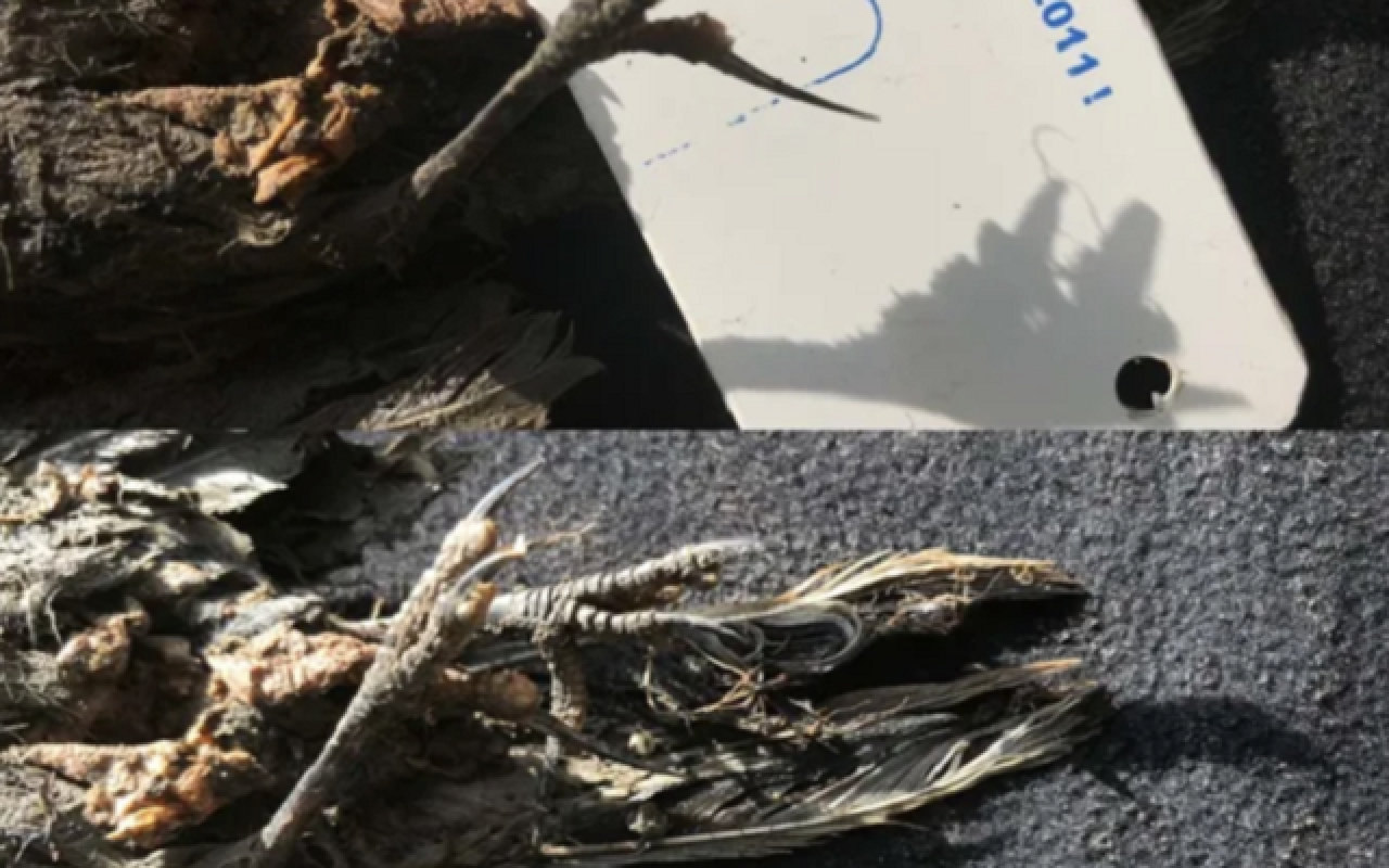 νεκρό πουλί 46.000 ετών