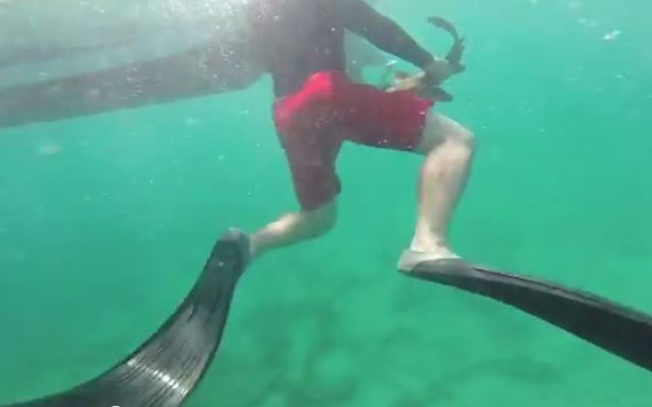 Μια... χαριτωμένη επίθεση καρχαρία! (βίντεο)
