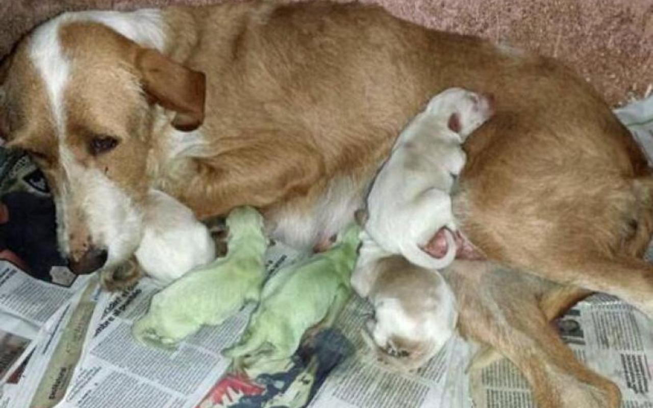 Η σκυλίτσα που γέννησε πράσινα κουταβάκια (φωτογραφίες)