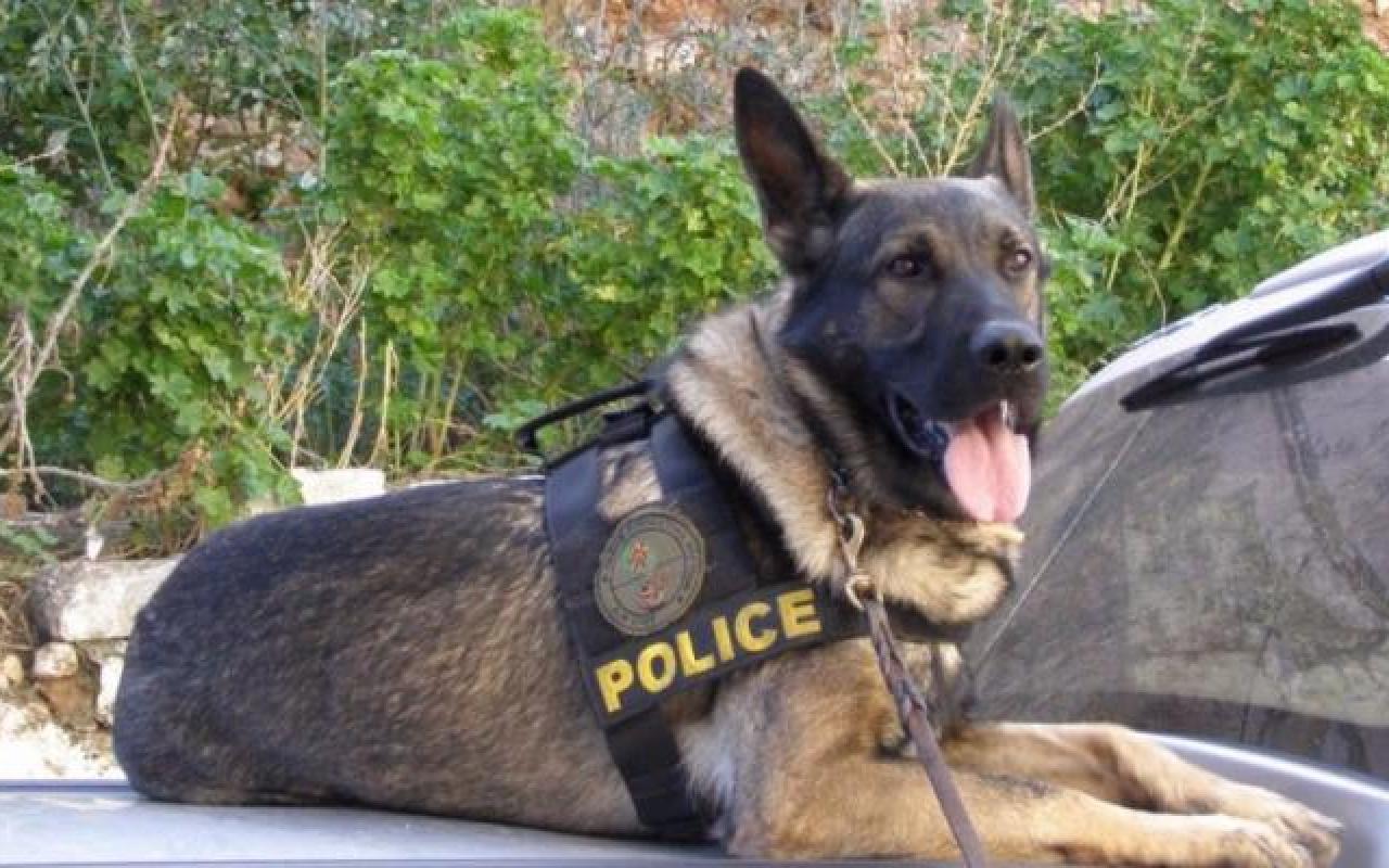 σκύλος αστυνομίας