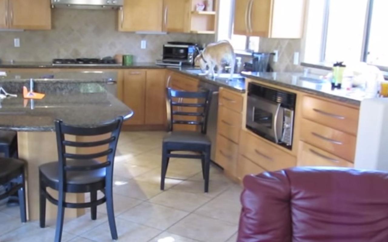 Σκυλί ... κλέβει τις κοτομπουκιές από το φούρνο! (βίντεο)