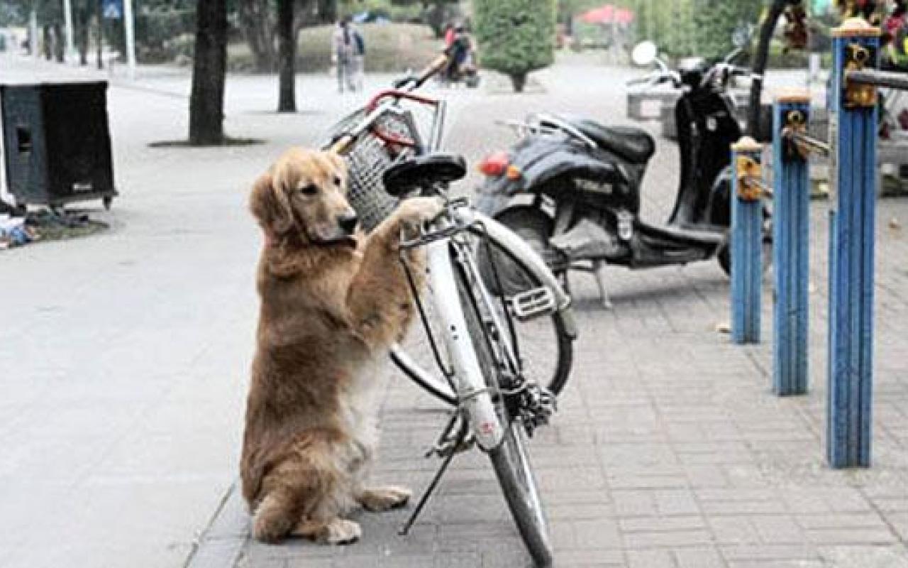 Ο απίθανος σκύλος που φυλάει το ποδήλατο του αφεντικού του (βίντεο)