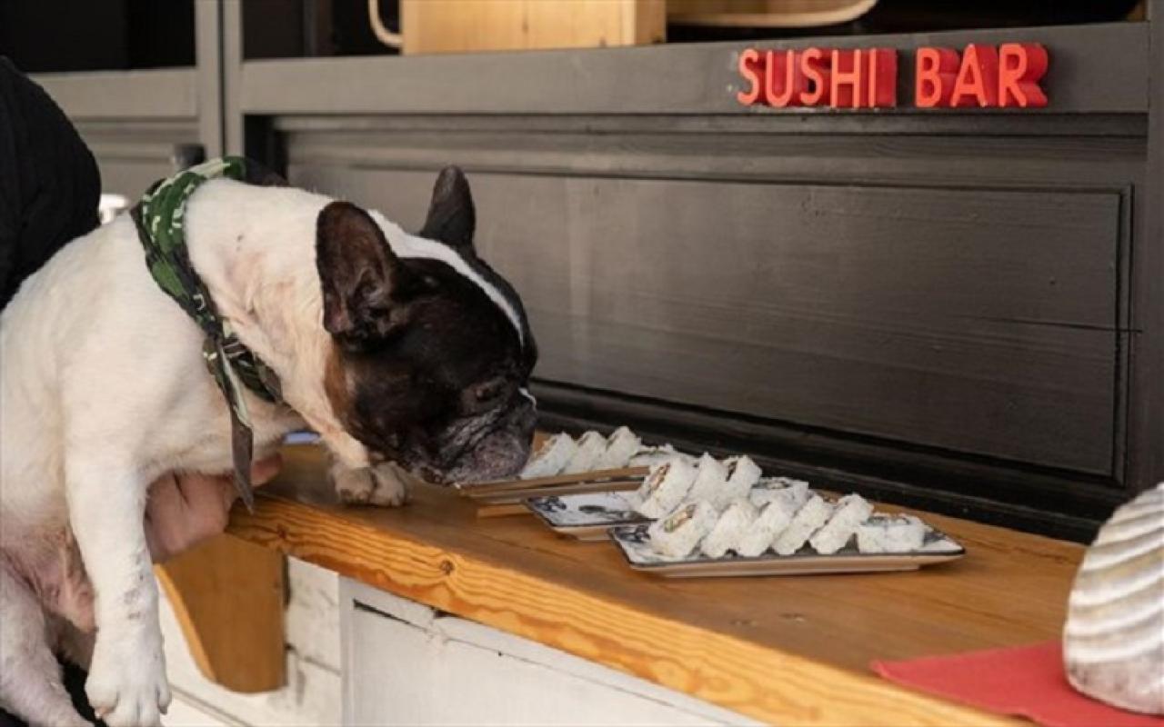 σούσι για σκύλους