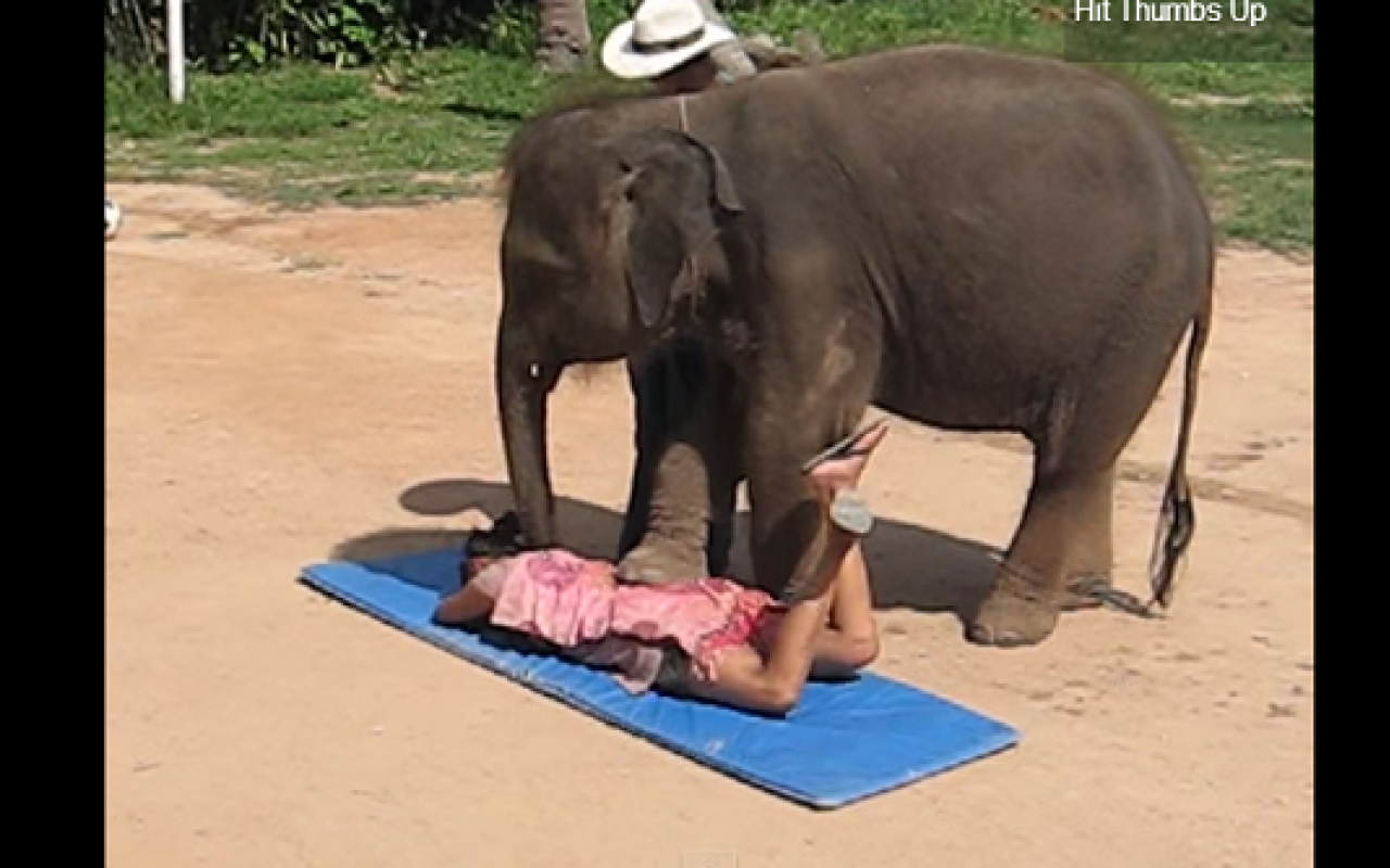 Ο ελέφαντας που σε ... ξεκουράζει (βίντεο)