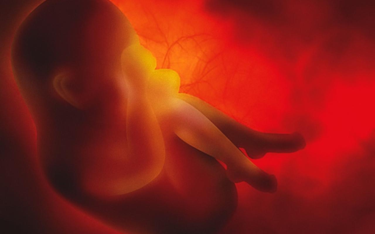 άμβλωση-έμβρυο