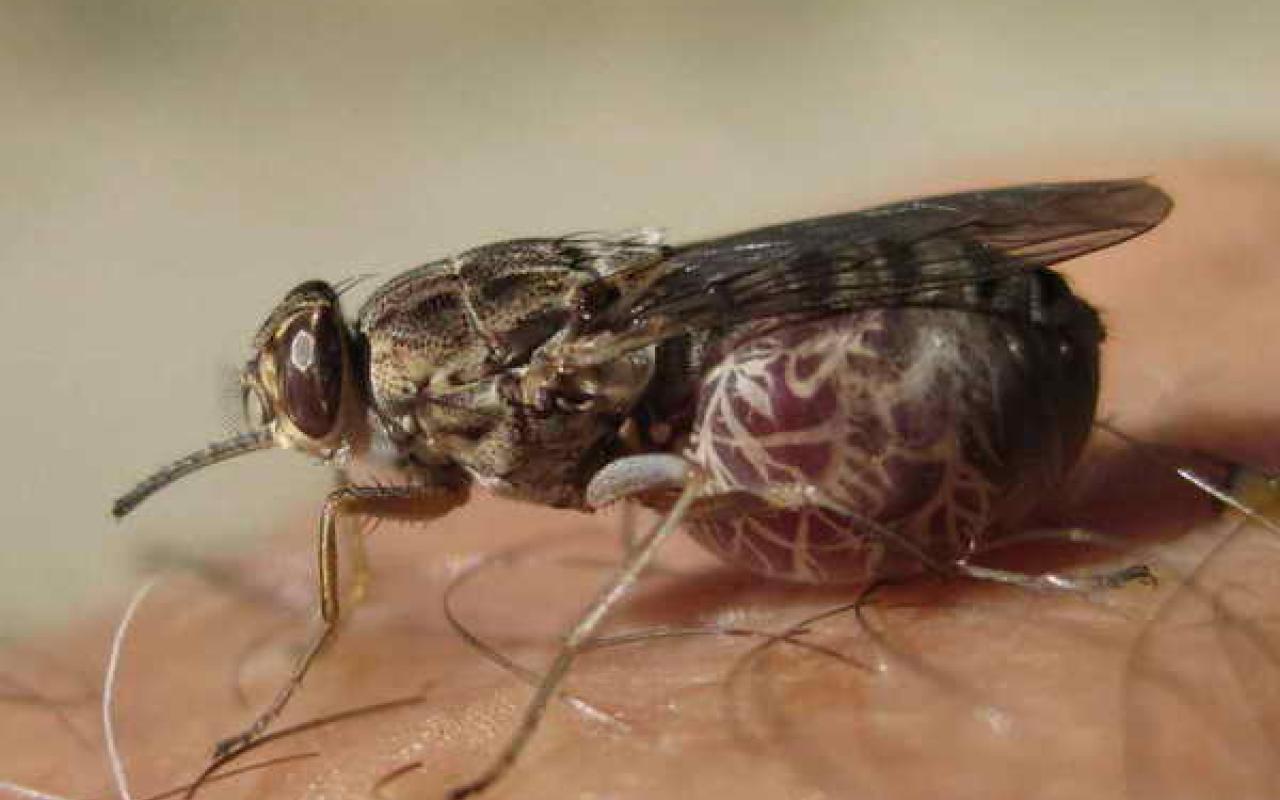 Θεραπεία της Ασθένειας του ύπνου απο το DNA της μύγας τσετσέ