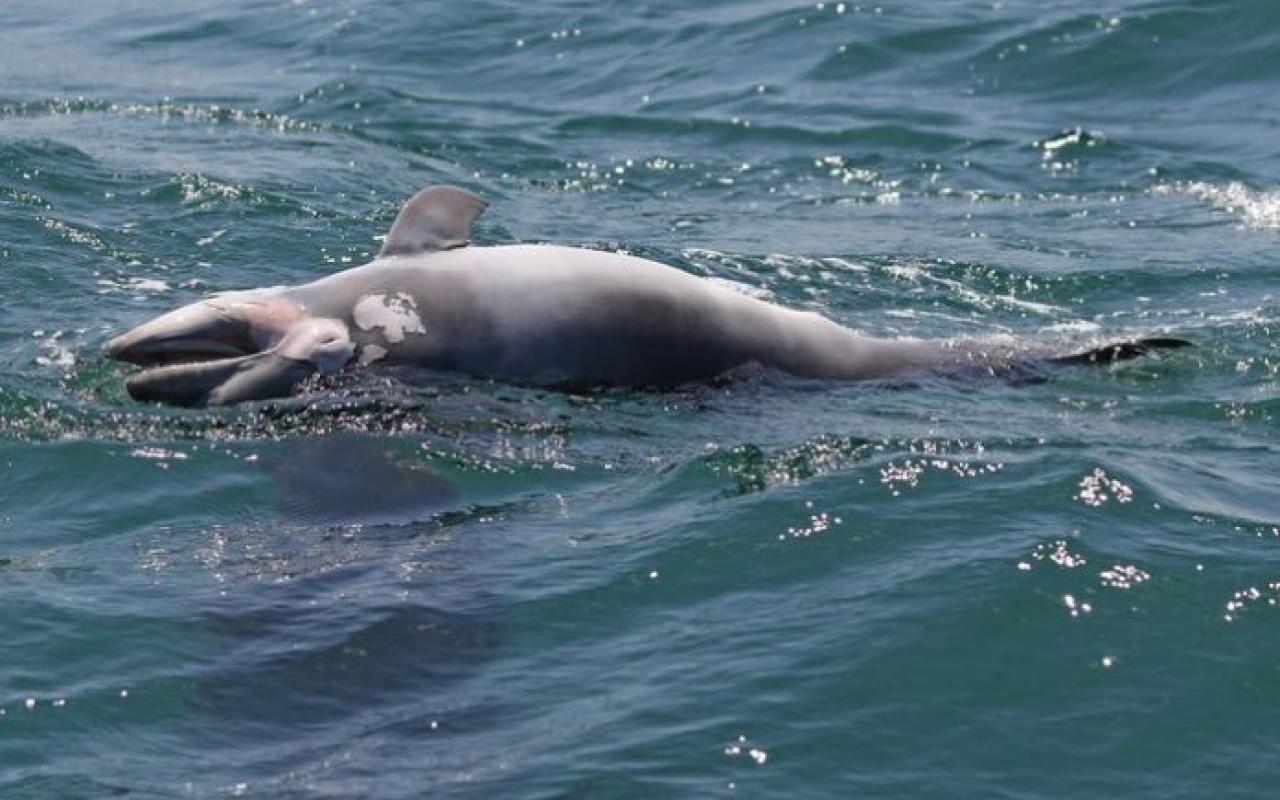 δελφίνι νεκρό