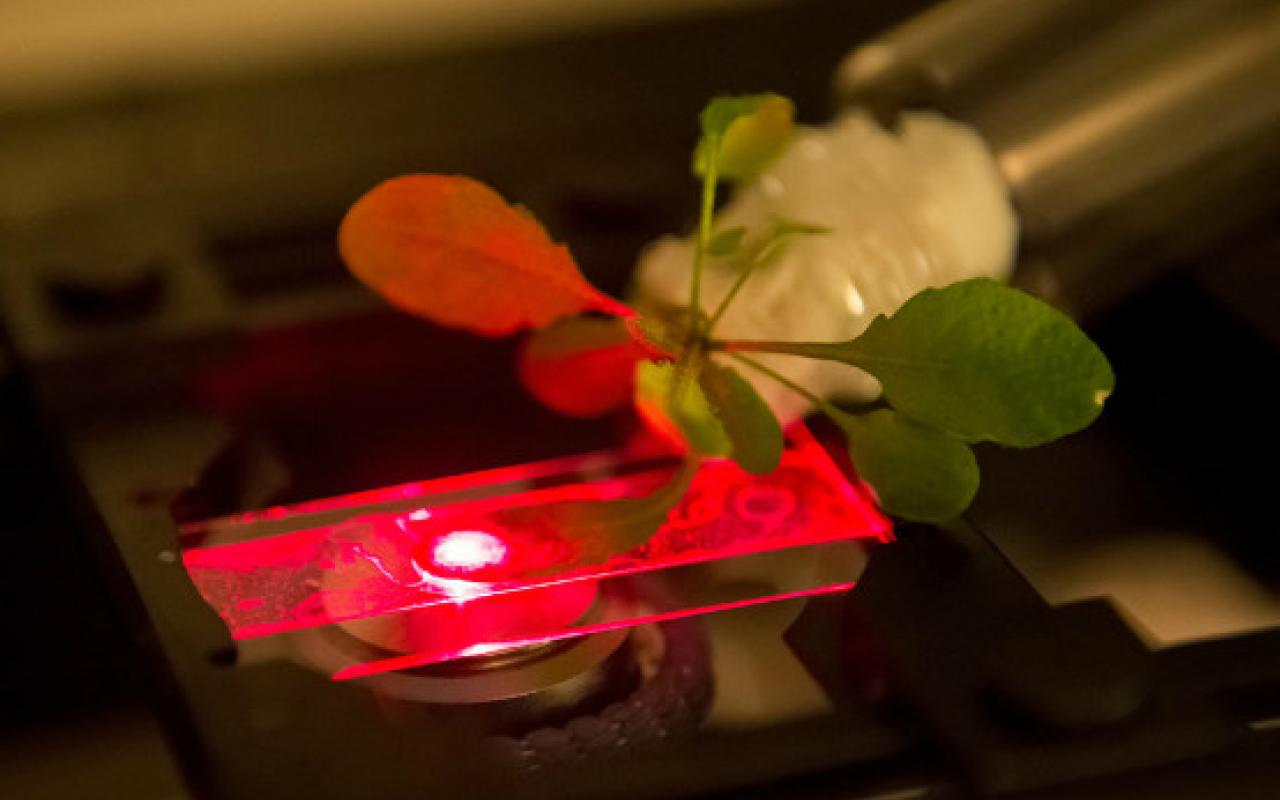 Βιονικά φυτά: Η νανοτεχνολογία μετατρέπει τους θάμνους σε υπερ-παραγωγούς ενέργειας!