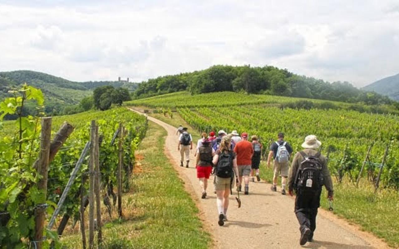 walking_in_the_vineyards