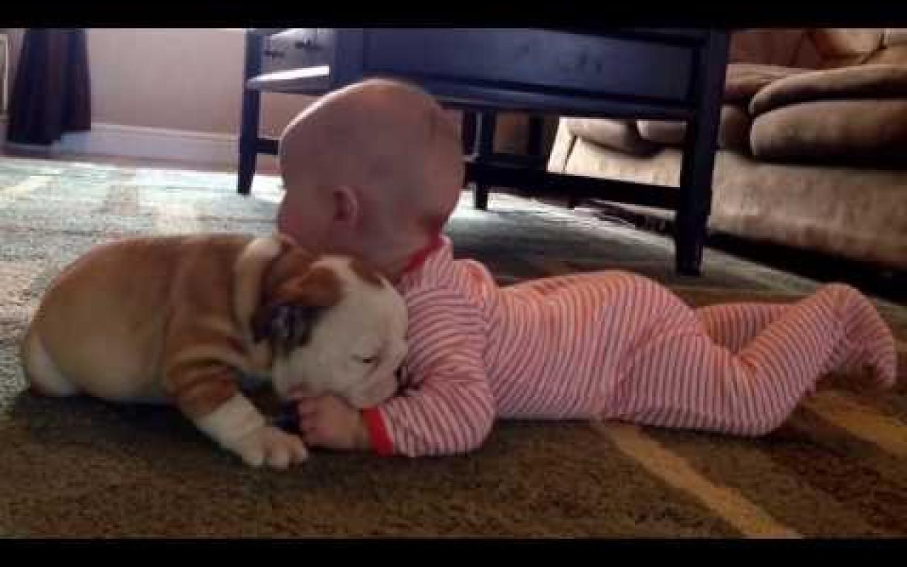 Μωρό VS bulldog: Ποιο είναι το πιο χαριτωμένο; 