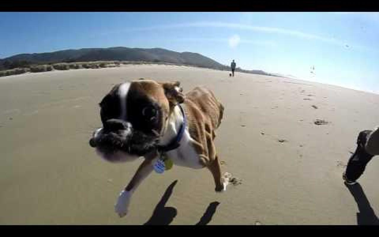 Σκυλί με δύο πόδια πάει πρώτη φορά στην παραλία και τρελαίνεται!!