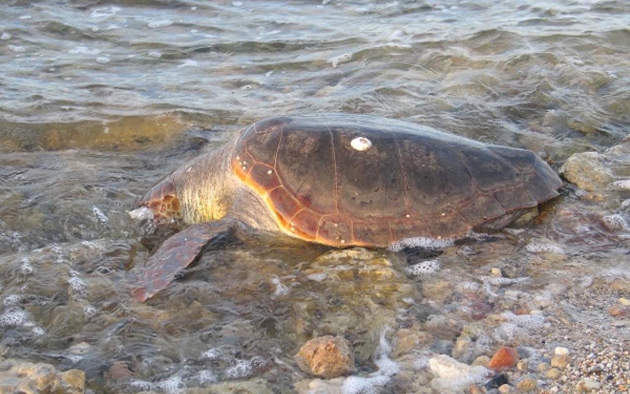 Μεγάλη νεκρή χελώνα ξέβρασε η θάλασσα στην Ανάληψη Χερσονήσου (φωτο)