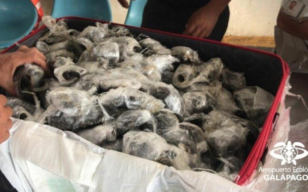 185 χελωνάκια βρέθηκαν σε βαλίτσα τυλιγμένα με πλαστικό