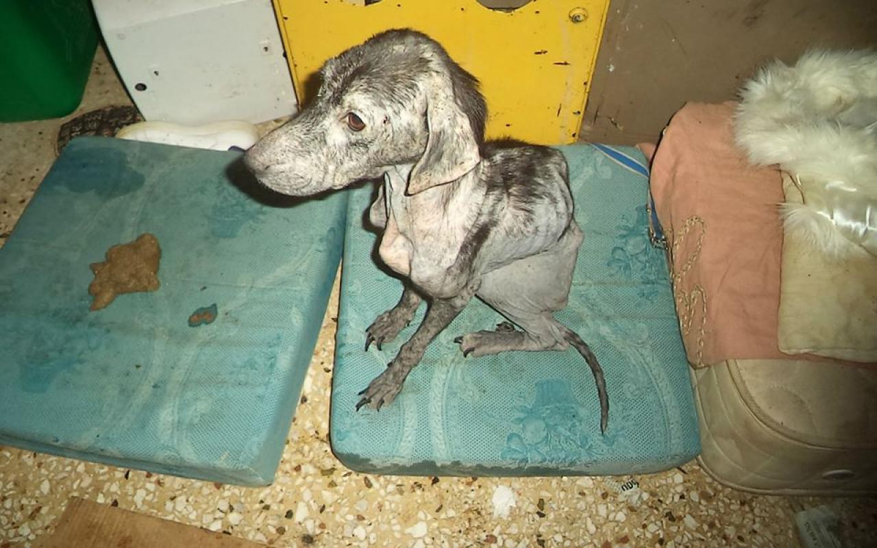 Φρίκη στο Ηράκλειο: Δεκάδες σκελετωμένα ζώα σε διαμέρισμα Γερμανίδας