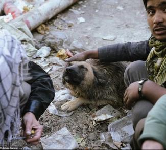 Άστεγοι δίνουν ηρωίνη σε σκύλους στο Αφγανιστάν