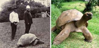 O Jonathan το 1902 και το 2015