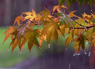 φύλλα-βροχή.jpg