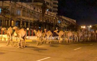 καμήλες λιβύη