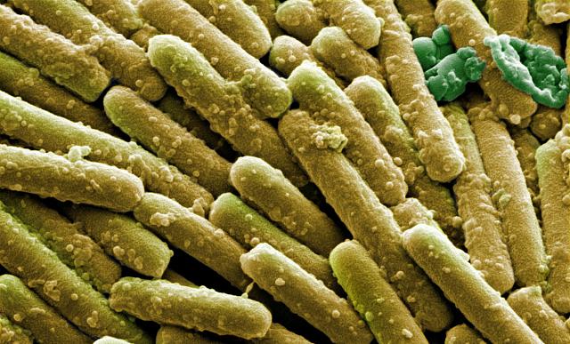 Clostridium defficile