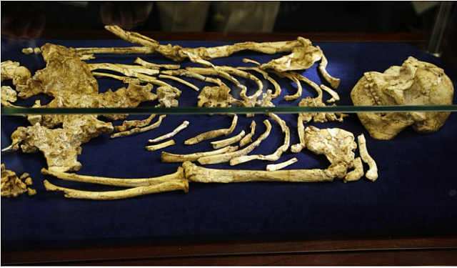 Australopithecus africanus