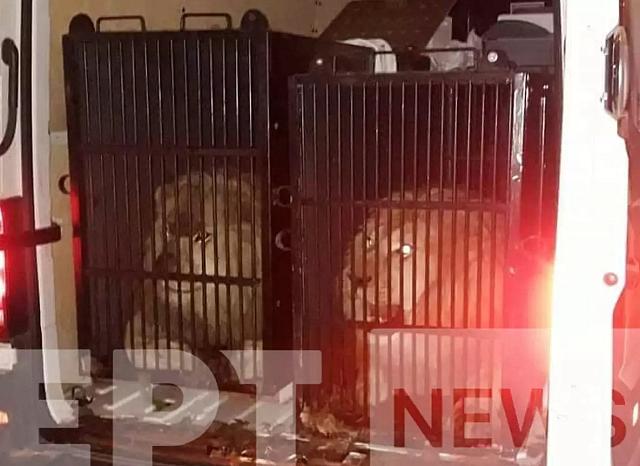 Σάλος με τα δύο ζώα που στοιβάχθηκαν σε μικρά κλουβιά με προορισμό την Μύκονο