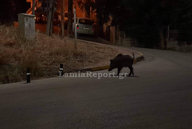 αγριογούρουνο