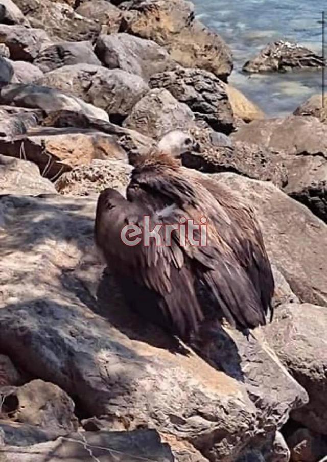 Γυπαετός