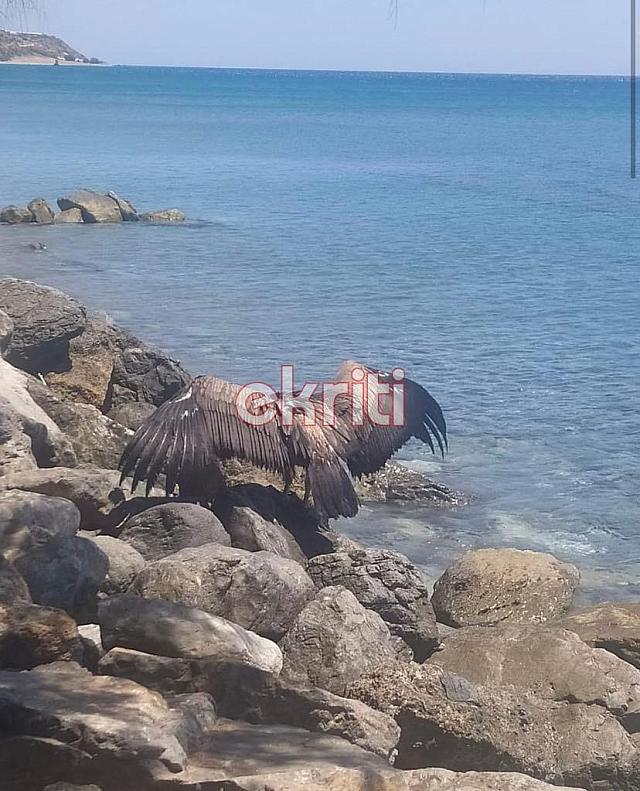Γυπαετός