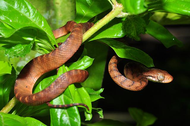 Boiga irregularis