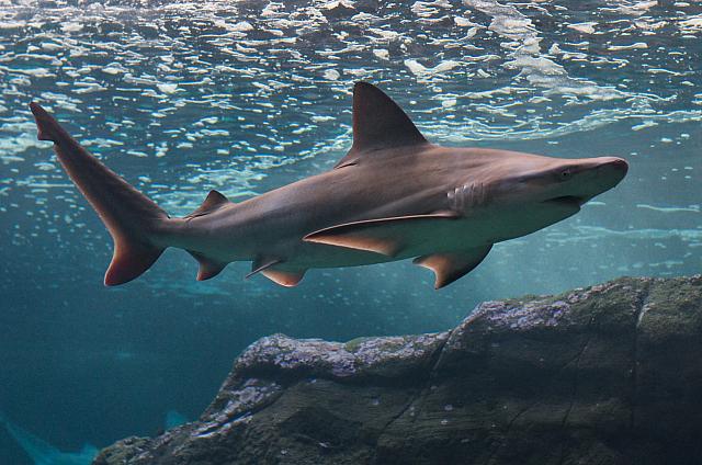 Καρχαρίες ενυδρείο Κρήτης