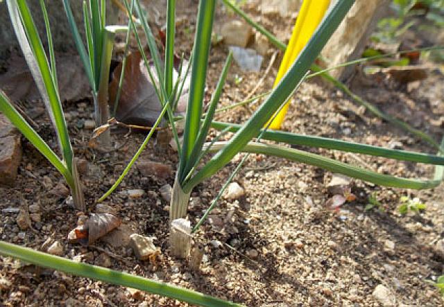 Alium goumenissanum