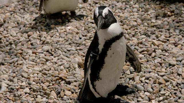 πιγκουίνος σαν ντιέγκο