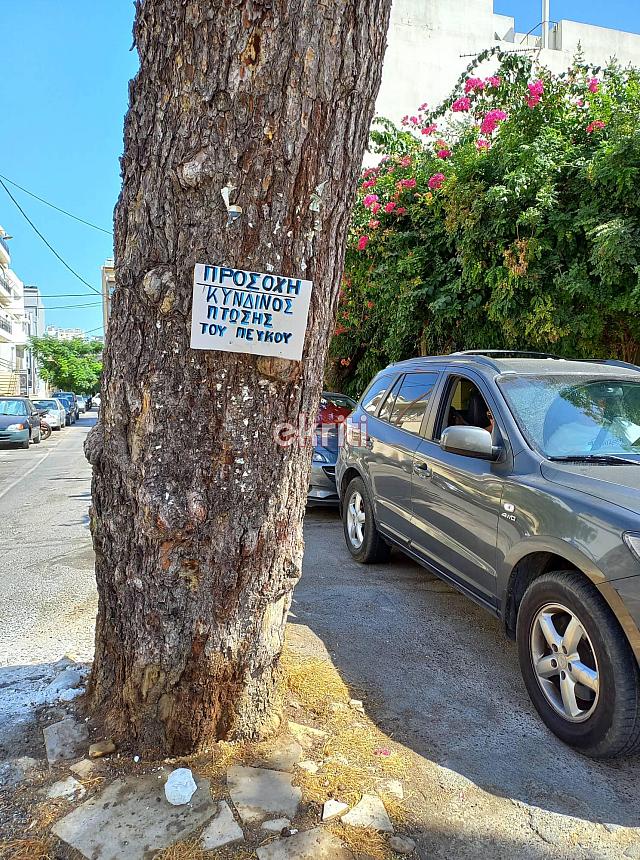 τρία πεύκα