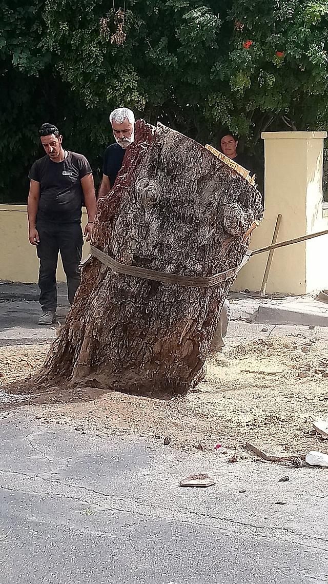 πευκο