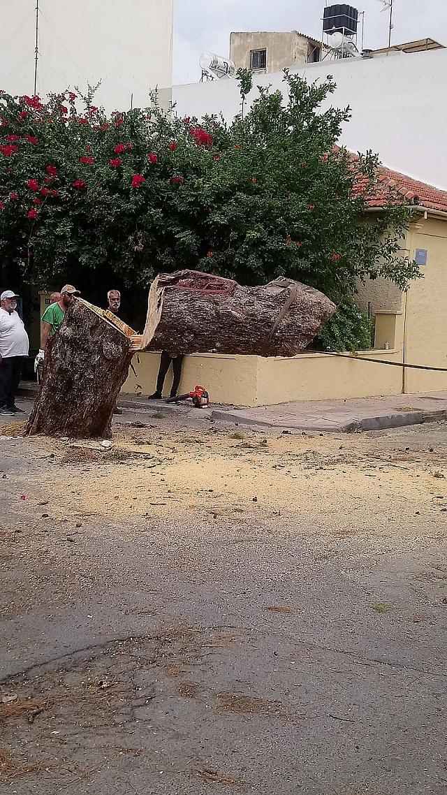 πευκο