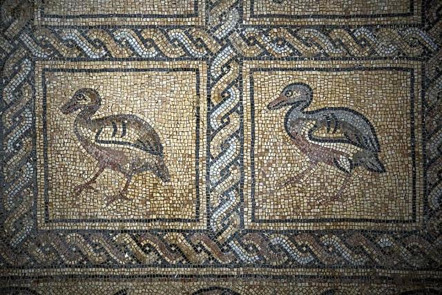 Πριν 3 μήνες ένας Παλαιστίνιος αγρότης φύτευε μια νέα ελιά όταν το φτυάρι του χτύπησε ένα σκληρό αντικείμενο. Τηλεφώνησε στον γιο του και για 3 μήνες, πατέρας και γιος, ανέσκαψαν αργά γύρω από το σημείο και αποκάλυψαν ένα περίτεχνο μωσαϊκό βυζαντινής εποχής που οι ειδικοί λένε ότι είναι ένας από τους μεγαλύτερους αρχαιολογικούς θησαυρούς που έχουν βρεθεί ποτέ στη Γάζα. Η ανακάλυψη έχει προκαλέσει ενθουσιασμό στους αρχαιολόγους και οι ηγέτες της Χαμάς της περιοχής, σχεδιάζουν μια σημαντική ανακοίνωση τις επ
