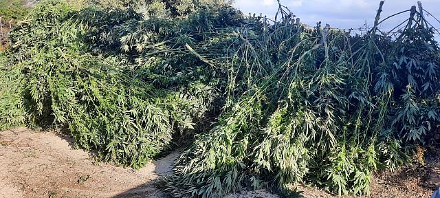 Χασισοφυτεία - μαμούθ εντόπισαν οι αστυνομικοί
