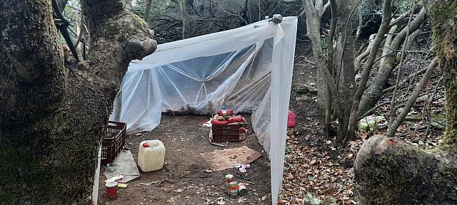 Χασισοφυτεία - μαμούθ εντόπισαν οι αστυνομικοί