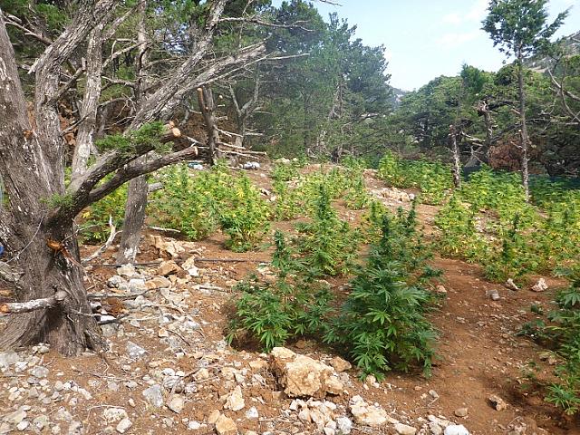 Βρήκαν μεγάλη χασισοφυτεία