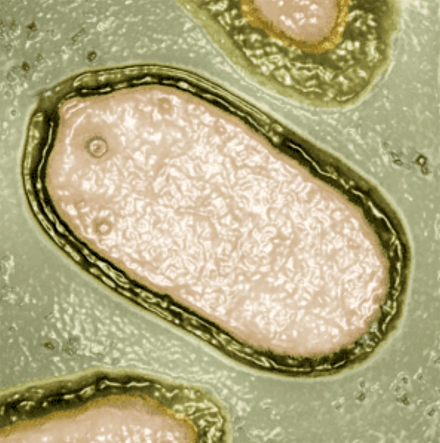 Pandoravirus