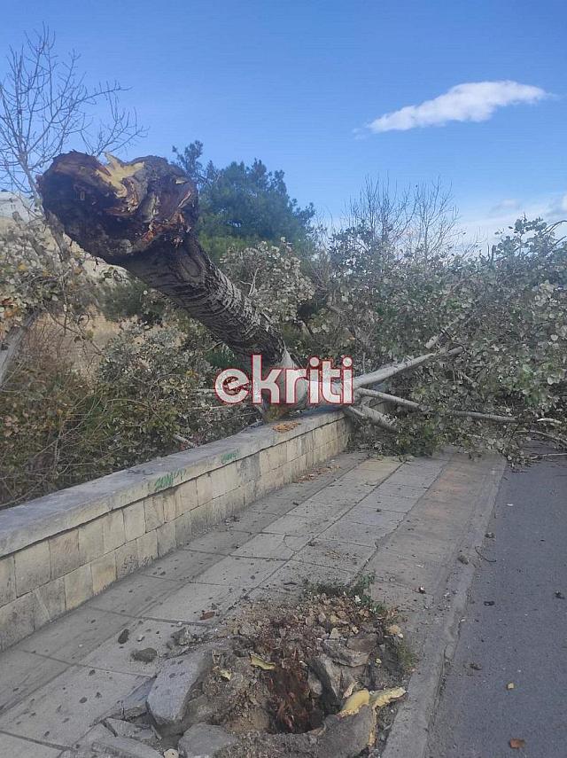 Λέυκα